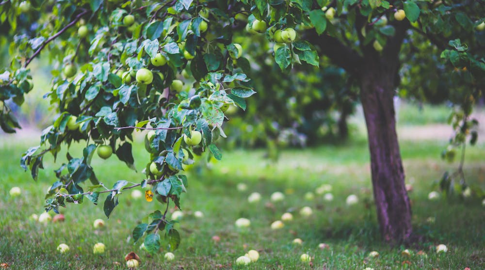 A small apple tree with many green apples